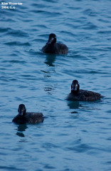 Melanitta stejnegeri