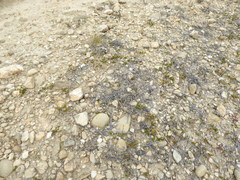 Muehlenbeckia ephedroides