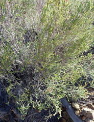 Passerina obtusifolia