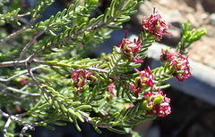 Passerina obtusifolia