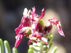 Passerina obtusifolia