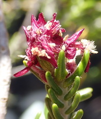 Passerina obtusifolia