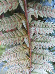 Polystichum wawranum