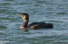 Phalacrocorax carbo