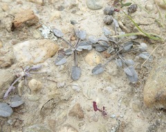 Convolvulus verecundus