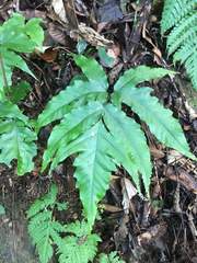 Tectaria subtriphylla