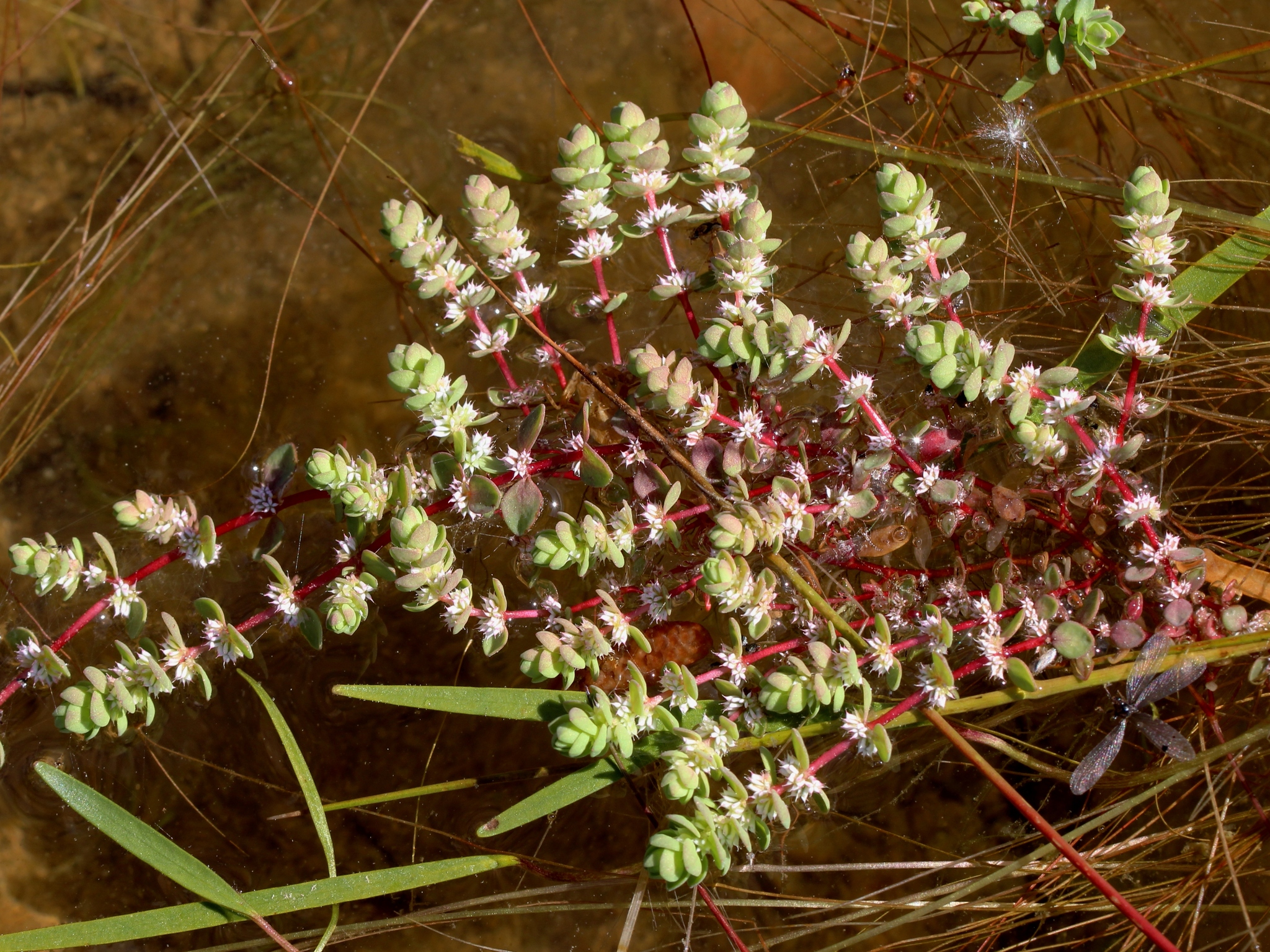 Illecebrum verticillatum