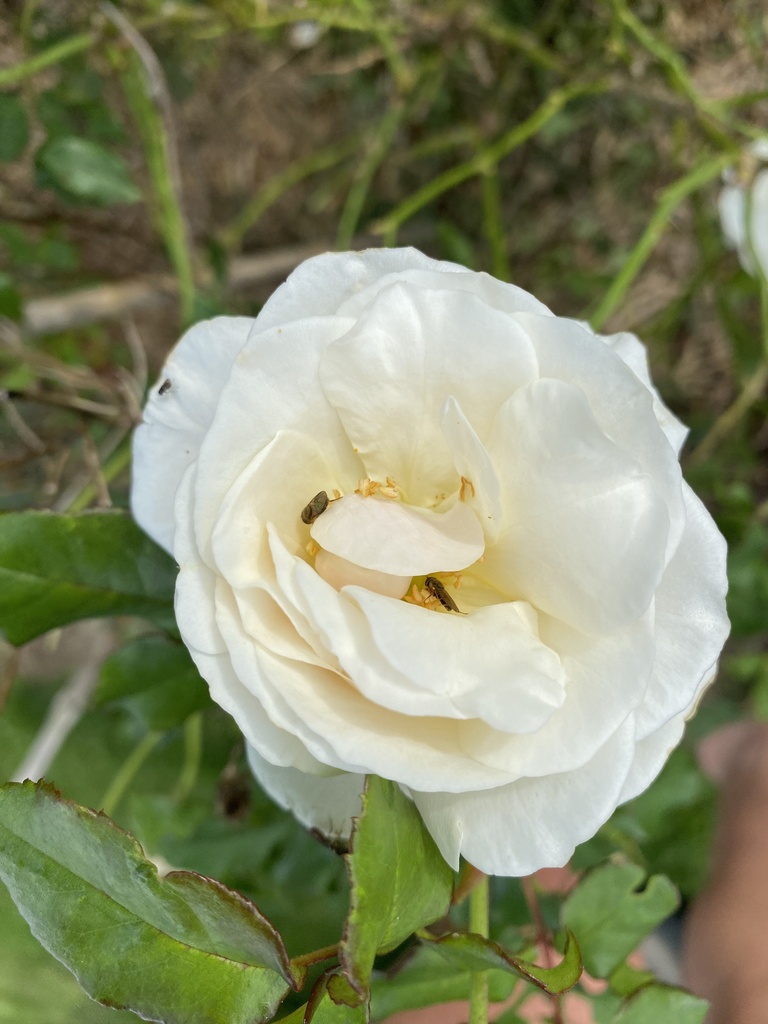roses from North Island, Matamata, Waikato, NZ on April 12, 2023 at 03