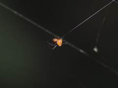 Argyrodes miniaceus