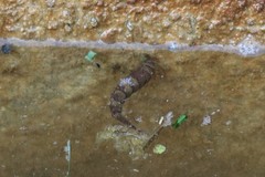 Stratiomys longicornis