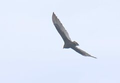 Cathartes aura image