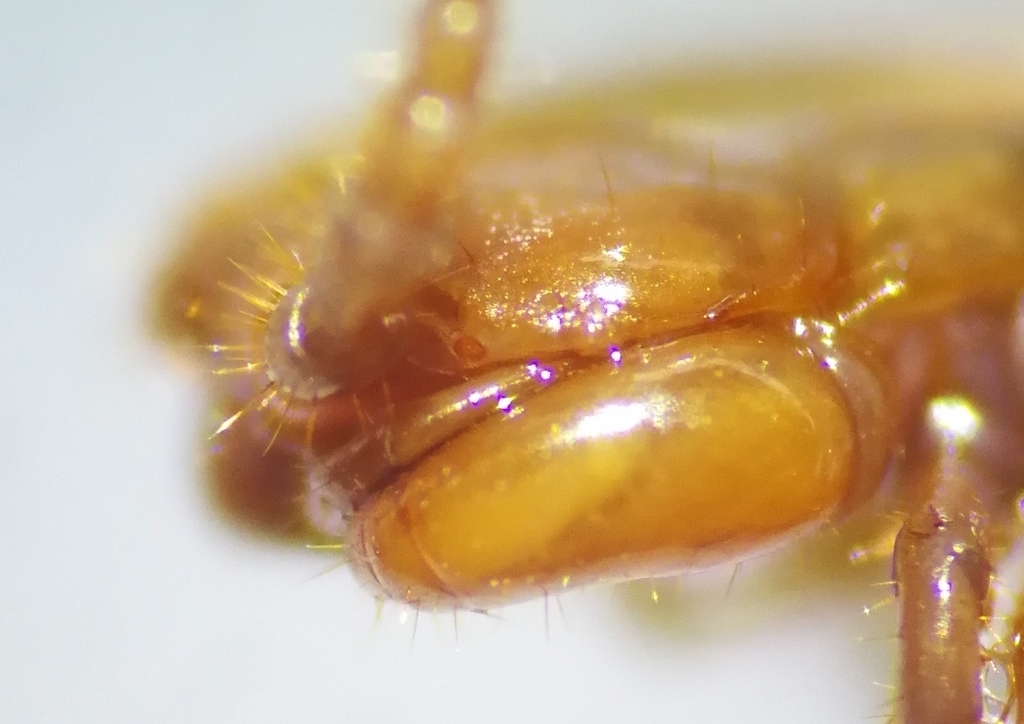 Lithobius cavernicolus