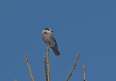 Perisoreus canadensis image