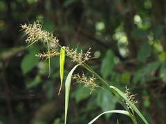 Scleria microcarpa