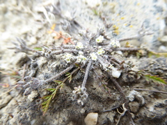 Chaerophyllum novae-zelandiae