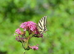 Papilio alexanor