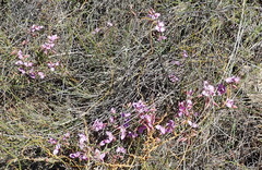 Polygala microlopha microlopha