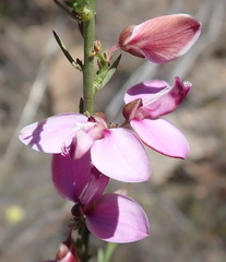 Polygala microlopha microlopha