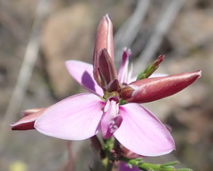 Polygala microlopha microlopha