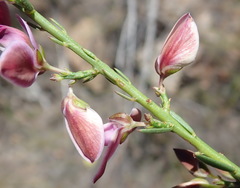 Polygala microlopha microlopha