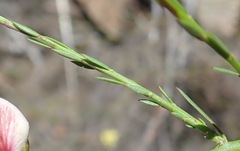 Polygala microlopha microlopha