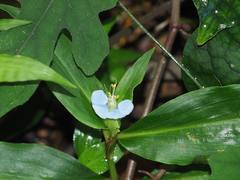 Commelina auriculata