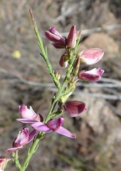 Polygala microlopha microlopha