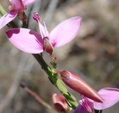 Polygala microlopha microlopha