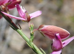 Polygala microlopha microlopha