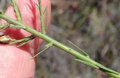Polygala microlopha microlopha