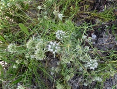 Eryngium aromaticum
