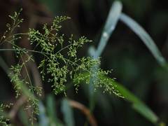 Panicum sarmentosum