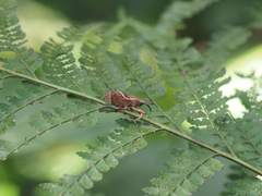 Cryptoderma formosense