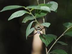 Argiope aetheroides