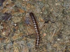 Chamberlinius hualienensis