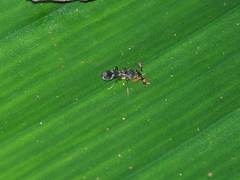 Teleopsis quadriguttata