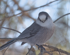 Perisoreus canadensis image