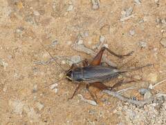 Teleogryllus