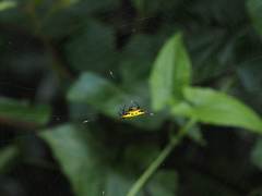 Gasteracantha sauteri