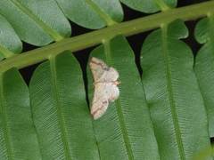 Idaea paraula