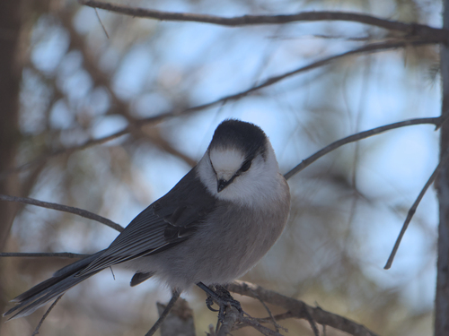 Perisoreus canadensis image