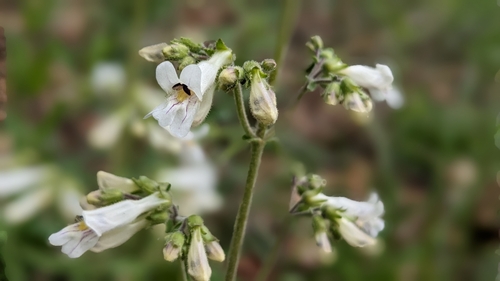 Image of Penstemon pallidus by (c) john_hall, some rights reserved (CC BY)