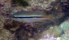 Spotstripe Snapper photo 2