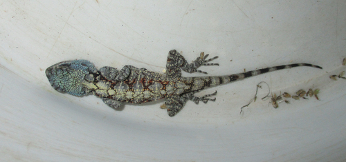 Southern Tree Agama, Serowe Botswana, photo 7 of 10