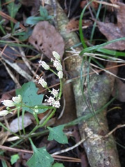 Arnoglossum diversifolium