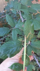 Bacillidae