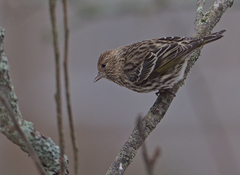 Spinus pinus image
