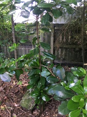 Corynocarpus laevigatus