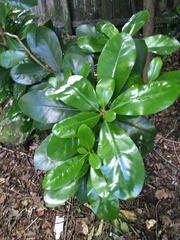 Corynocarpus laevigatus
