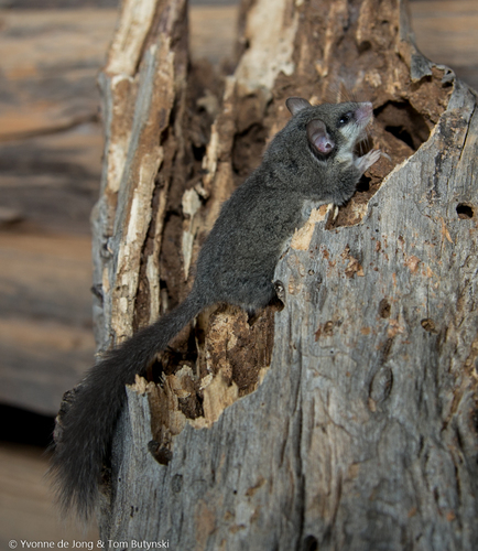 Woodland Dormouse
